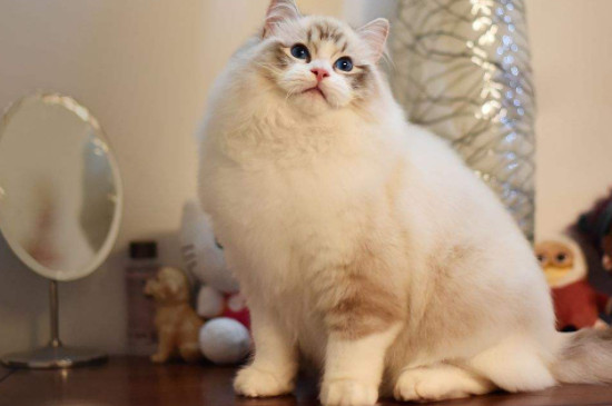 布偶猫怎么挑选