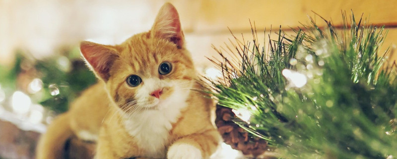 猫咪骨折的表现