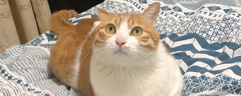 猫咪趴着摇尾巴是什么意思