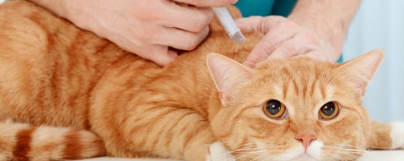 母猫产后多久可以驱虫