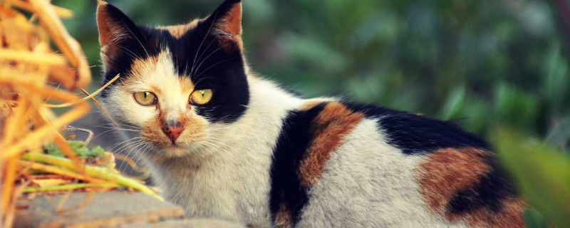 小猫咪流眼泪是怎么回事