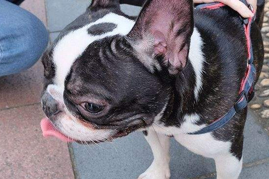 狗狗特别爱主人的表现