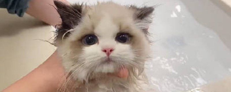 屋里猫尿骚味怎么去除