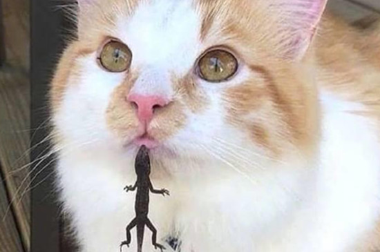 猫吃壁虎会有危害吗