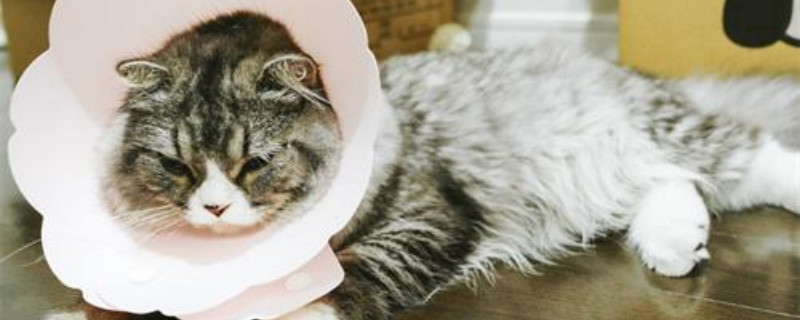 小猫身上起癣怎么办