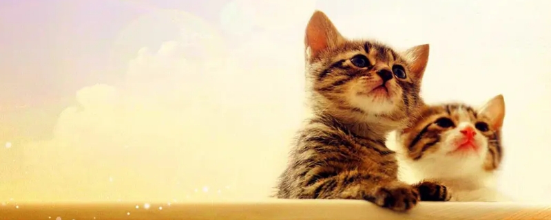 猫流眼泪打喷嚏是怎么回事