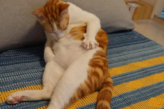 如何训练猫咪