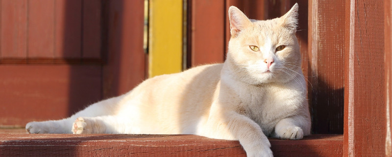 猫咪两天没拉屎怎么办