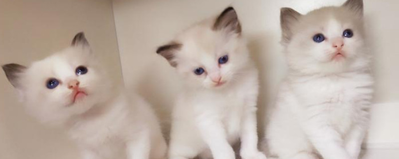 布偶猫怎么挑选
