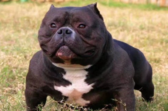 恶霸犬咬人吗,凶不凶