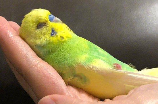 怎么训练鹦鹉飞到手上