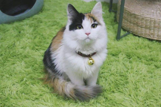 三花猫多大才认主人