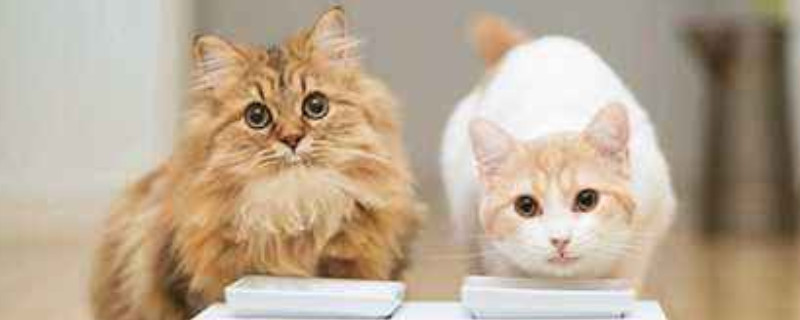 上厕所猫咪为什么喜欢守在旁边