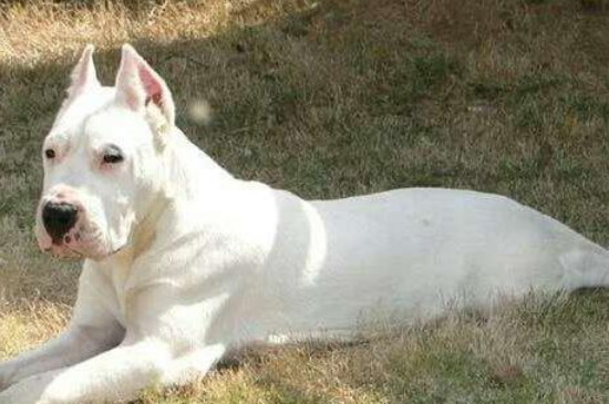 杜高犬几岁成年
