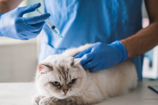 猫咪拉肚子了怎么办?