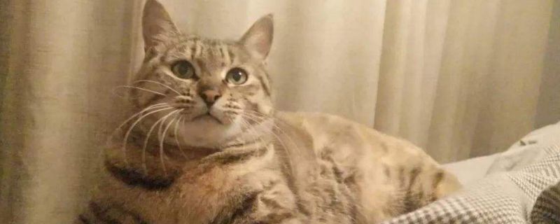 为什么母猫挤不出奶水