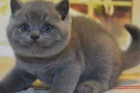 英国短毛猫能吃酸奶吗