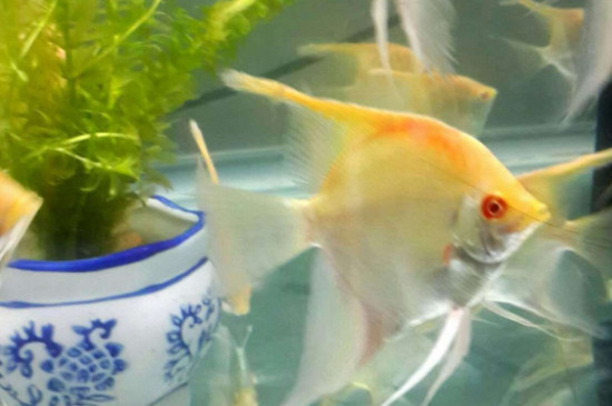 燕鱼适合的温度是多少合适