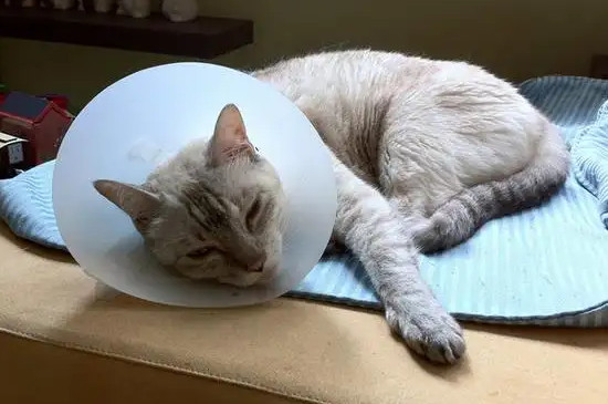 猫咪肚子里有虫子是什么症状