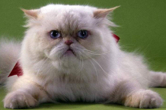 金吉拉猫为什么总是叫