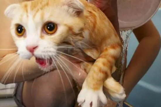 猫挠脖子是有跳蚤吗