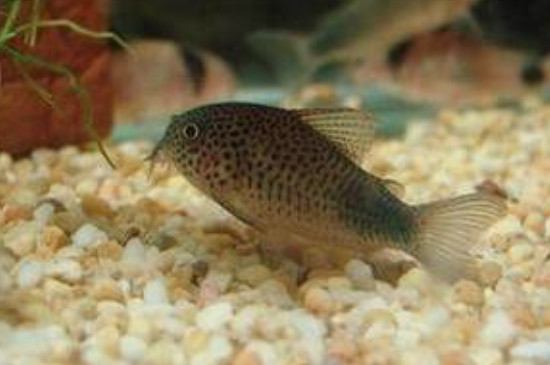 金苔鼠死亡有哪些因素