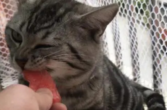 猫咪拉不出粑粑怎么办