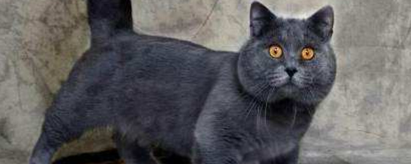 怎样让猫咪喜欢你甚至依赖你