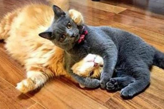 两只猫打架把眼睛抓伤怎么办