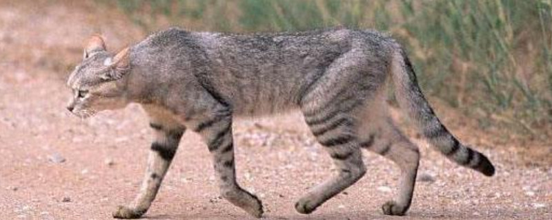 养野猫要注意什么
