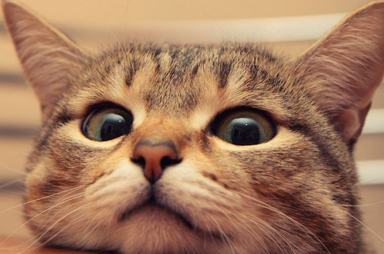 如何养猫