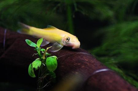 青苔鼠鱼为什么翻砂