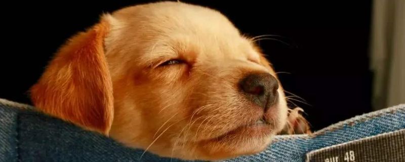幼犬得犬窝咳会死吗