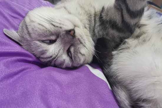 猫被暴打后会忘记吗