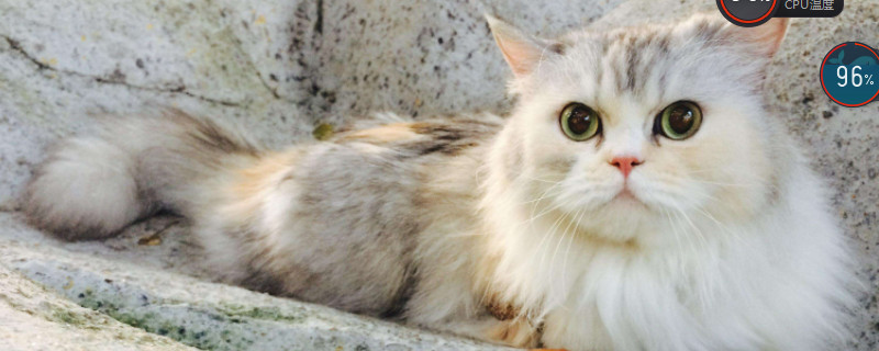 金吉拉猫为什么总是叫