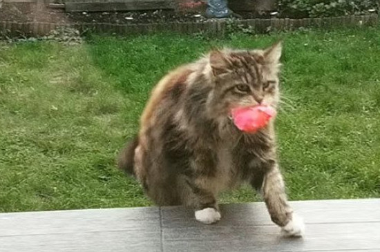 两只小猫一起养会不亲人吗