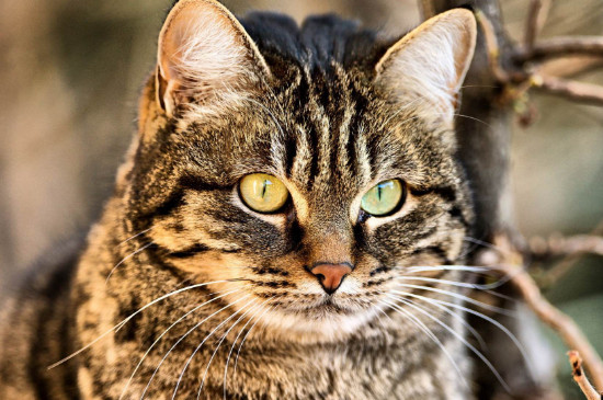 野猫怎么养