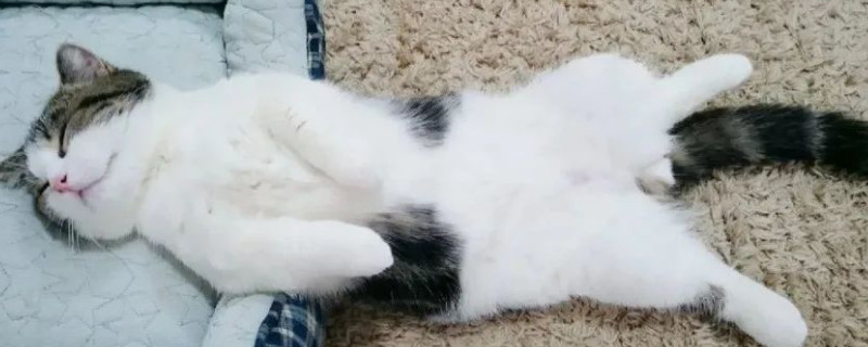 三天家里没人猫可以吗
