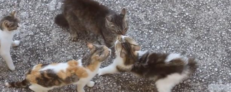 两只猫打架把眼睛抓伤怎么办