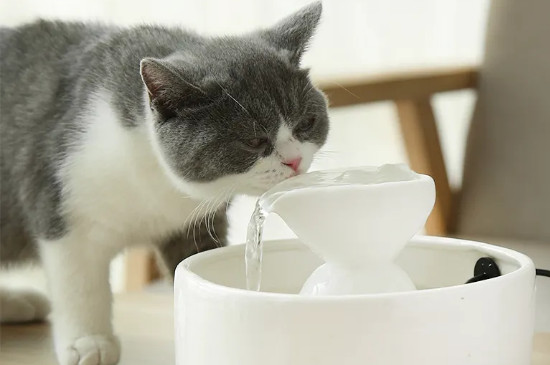 猫咪突然频繁喝水是好事吗