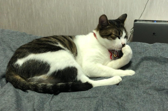 为什么猫猫会发出呼呼声音