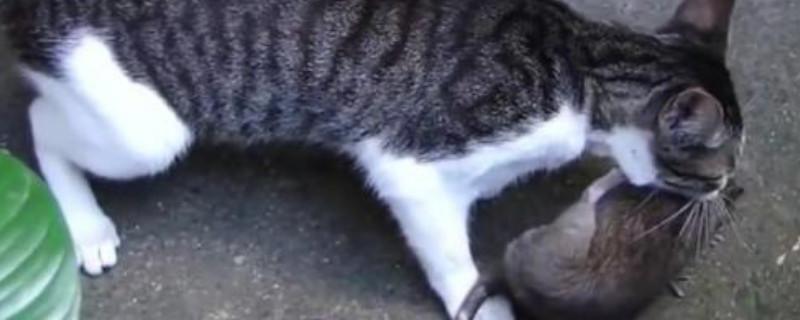猫为什么喜欢吃老鼠