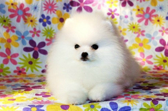 茶杯犬能吃棒棒糖吗