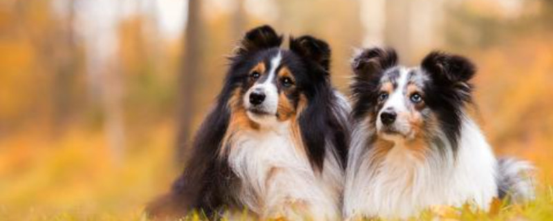 喜乐蒂牧羊犬好养吗