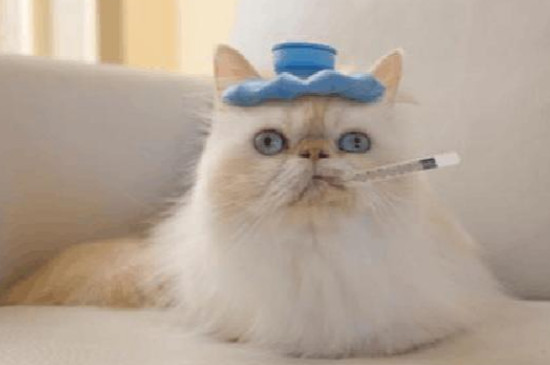 小猫发烧40度怎么在家救它