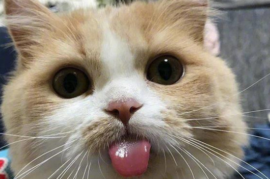 猫咪热的时候吐舌头呼吸急促怎么办