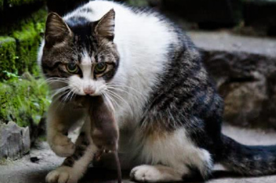 猫为什么喜欢吃老鼠