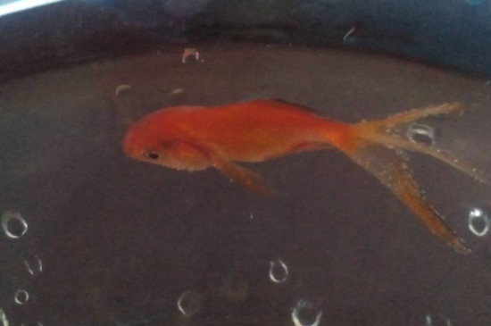 鱼缸水起泡沫怎么处理