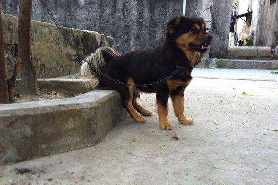 中华田园犬怕冷吗