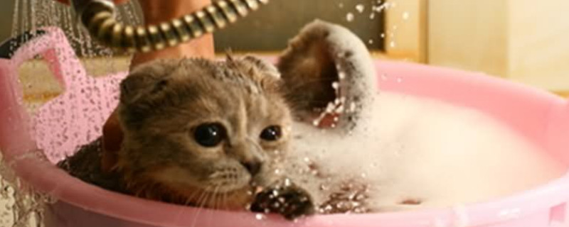 猫挠脖子是有跳蚤吗